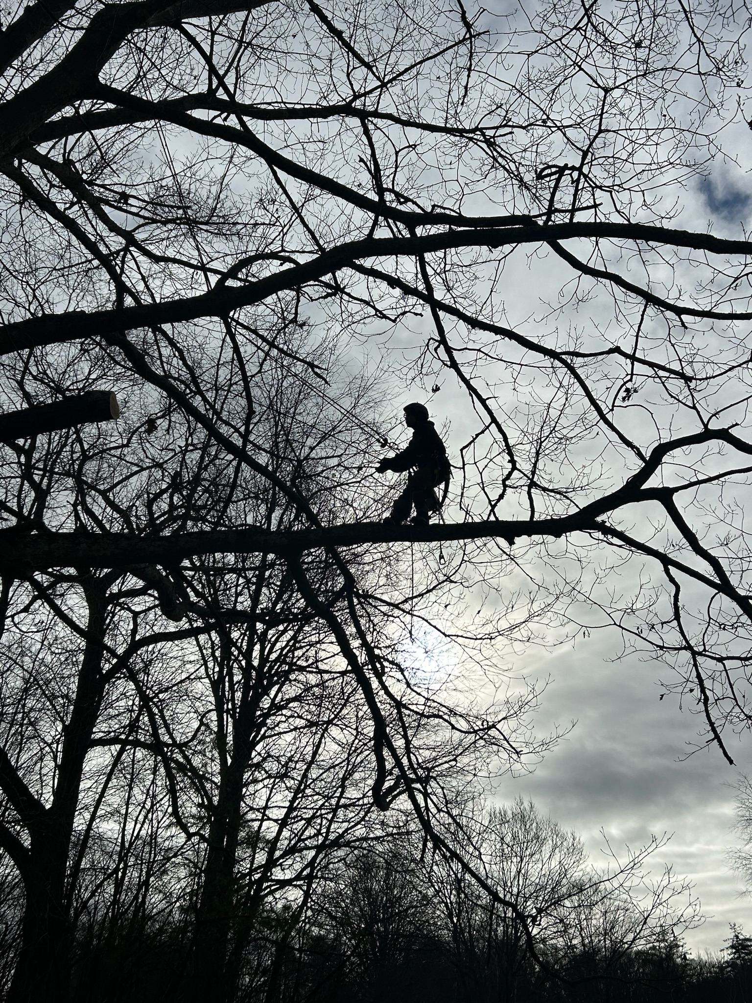 Tree Service Photo 2