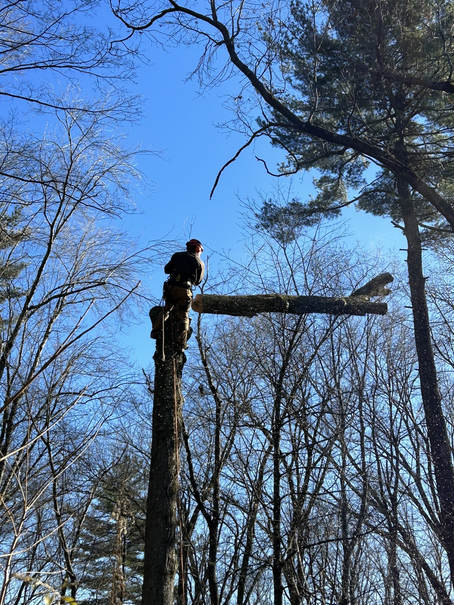 Tree Service Photo 3