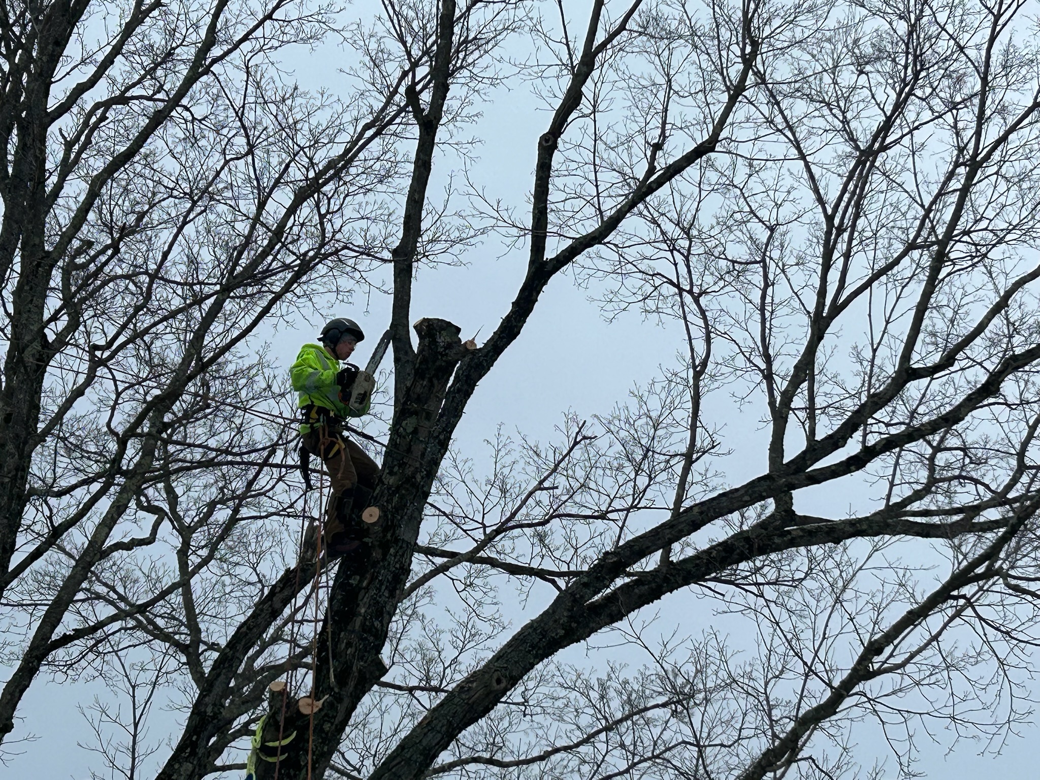 Tree Service Photo 4