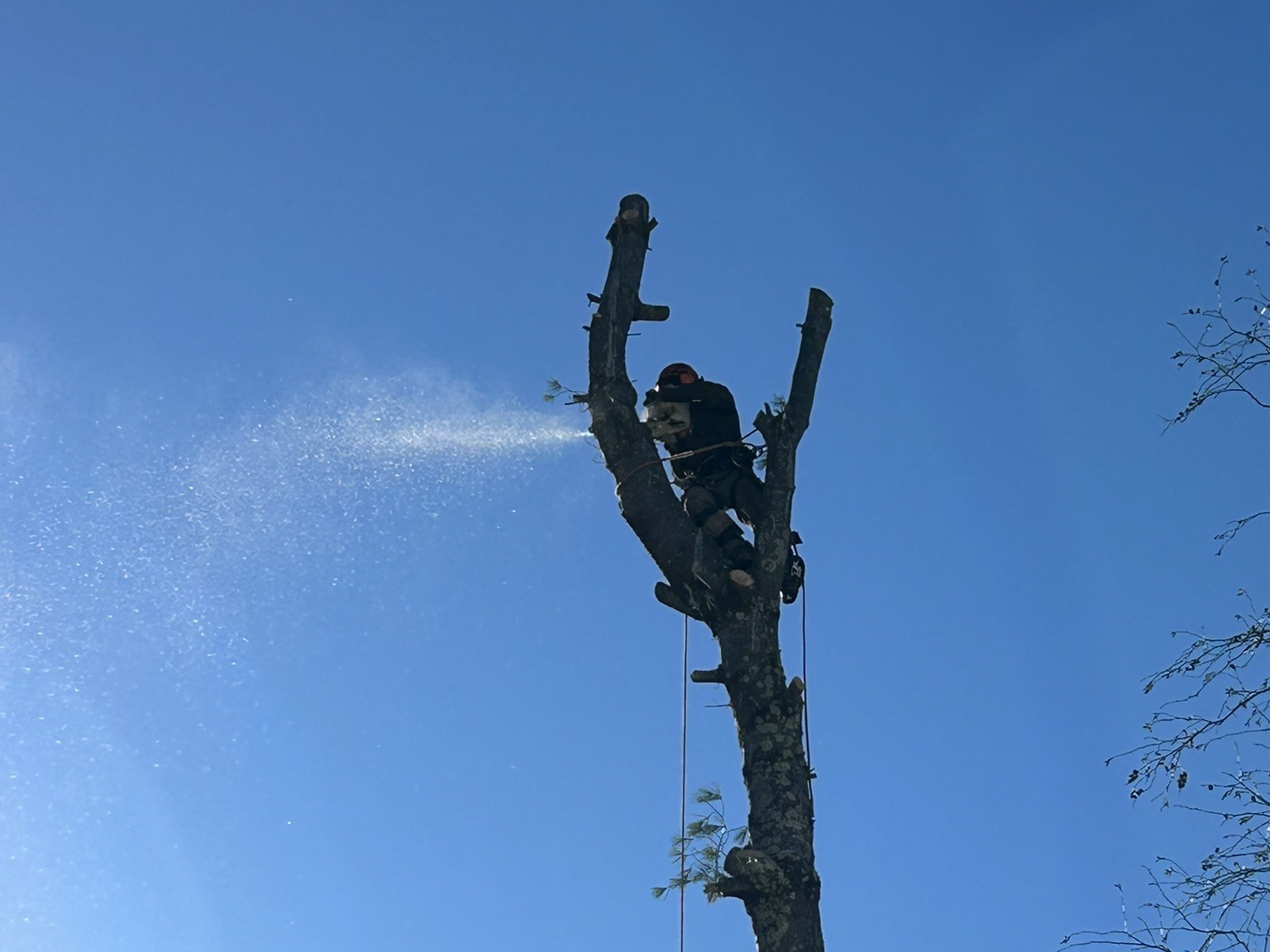 Tree Service Photo 5