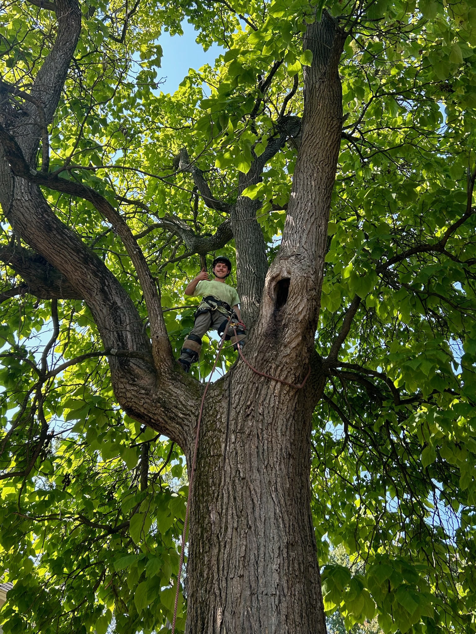 Tree Service Photo 1