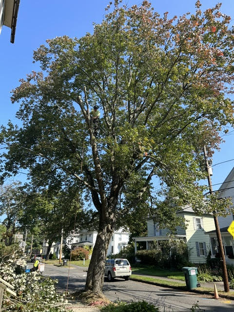 Emergency Tree Removal