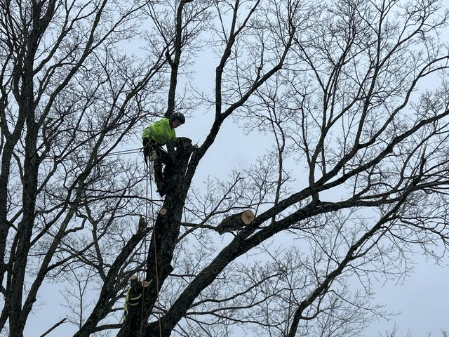 Tree Pruning