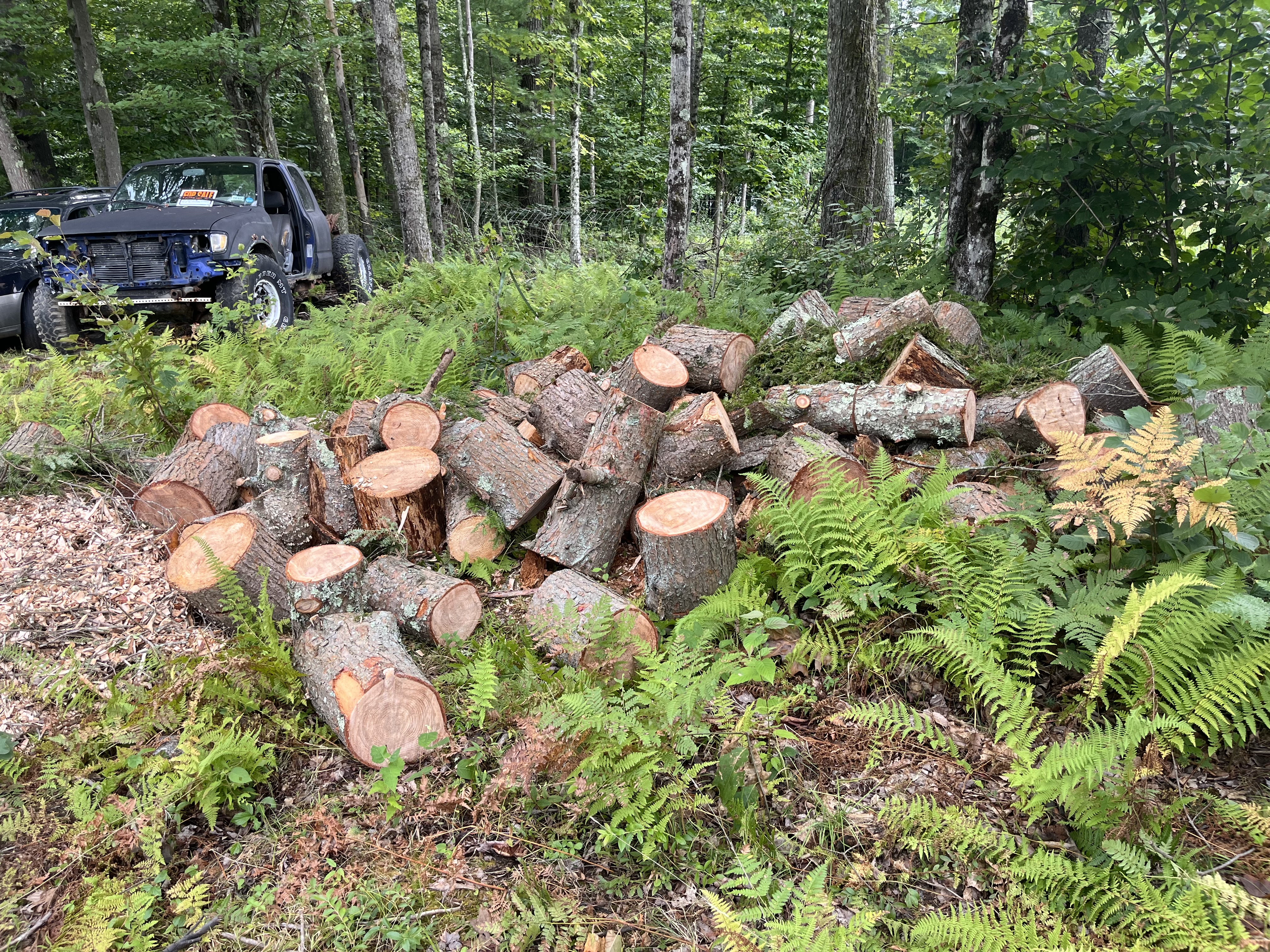 Tree Removal