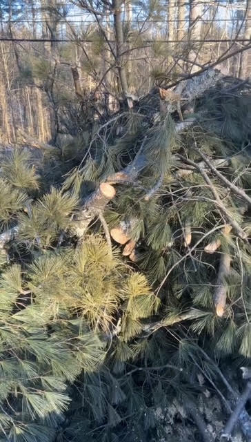 Tree Trimming